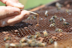Beehive Being Rope Tested for Foulbrood
